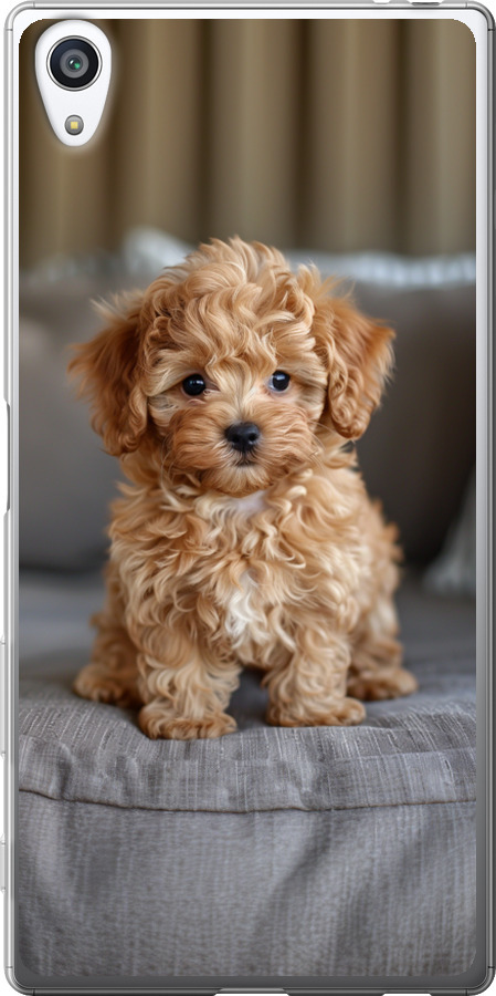 Mini-maltipoo
