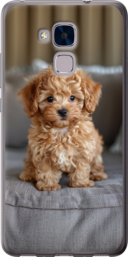 Mini-maltipoo
