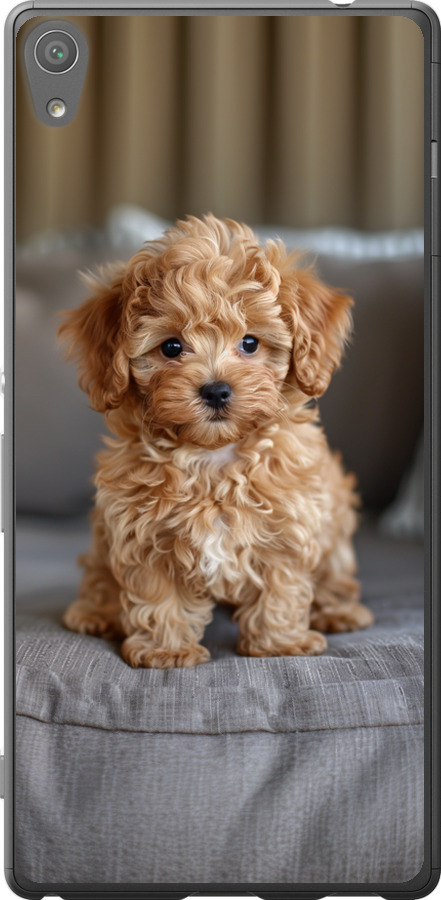 Mini-maltipoo