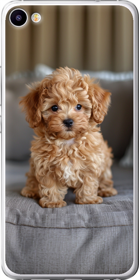 Mini-maltipoo