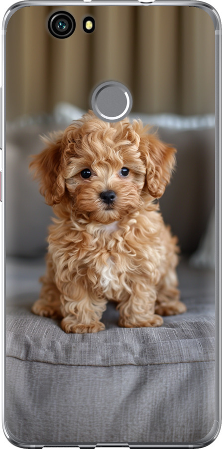 Mini-maltipoo