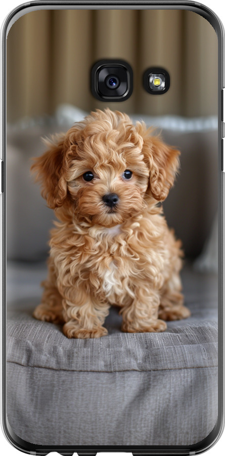 Mini-maltipoo