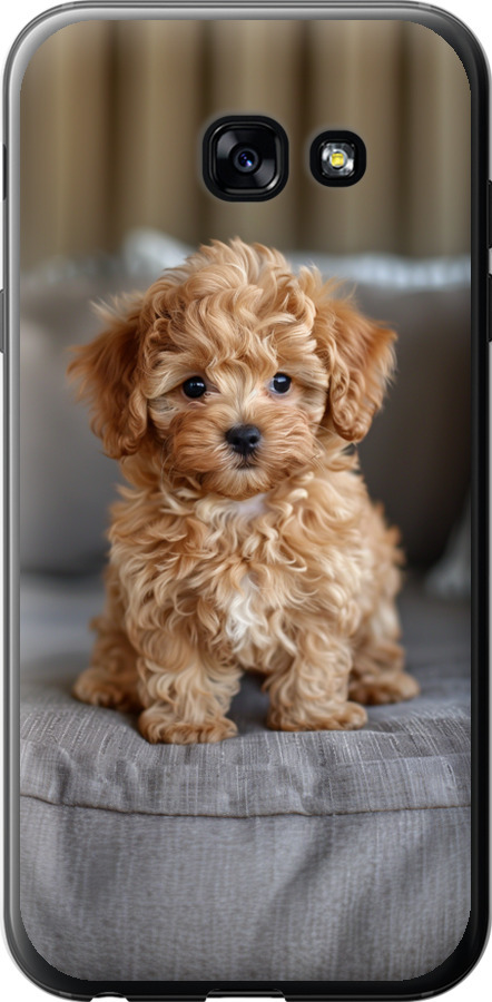 Mini-maltipoo