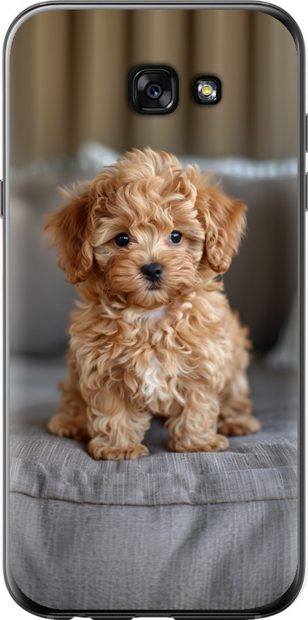 Mini-maltipoo