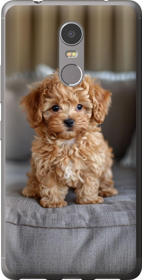 Mini-maltipoo