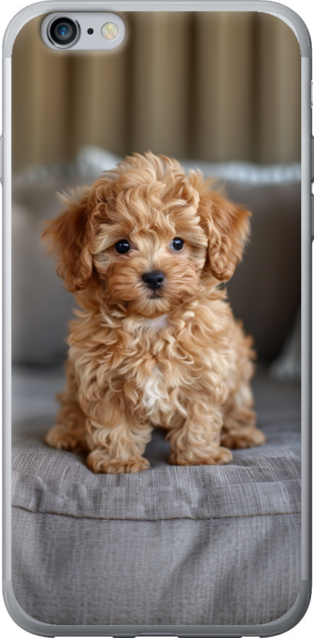 Mini-maltipoo