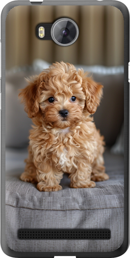 Mini-maltipoo