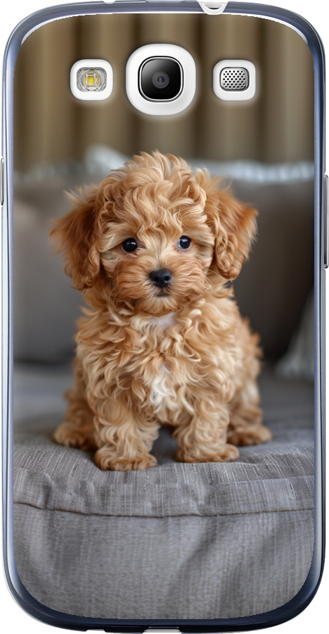 Mini-maltipoo