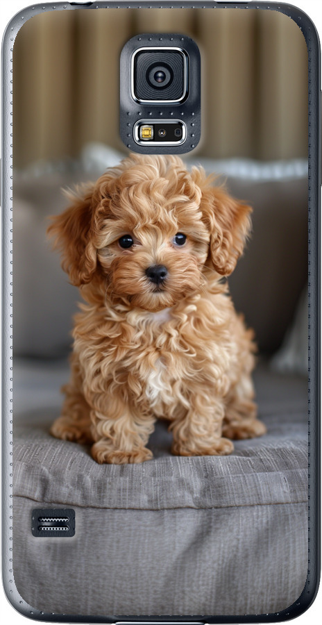 Mini-maltipoo