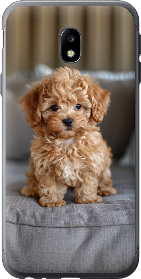 Mini-maltipoo