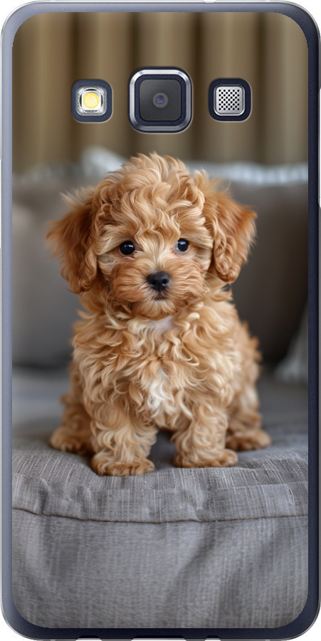 Mini-maltipoo