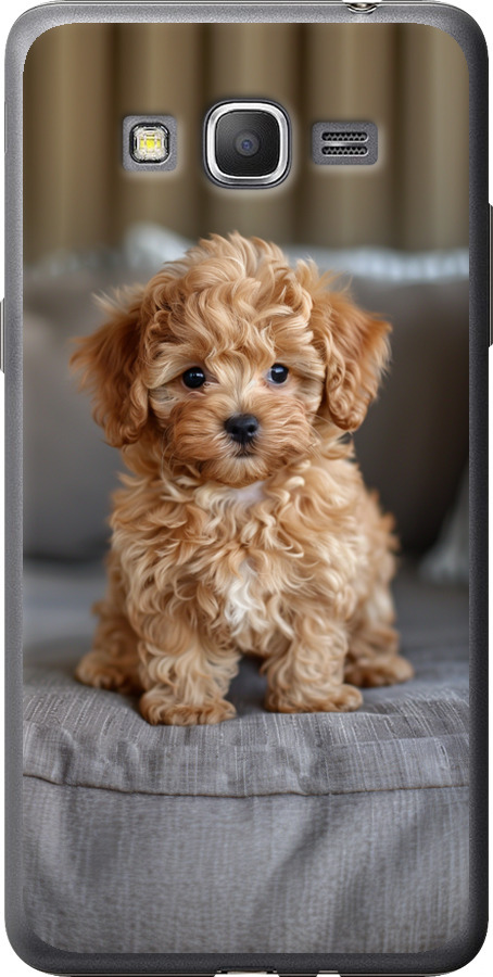 Mini-maltipoo
