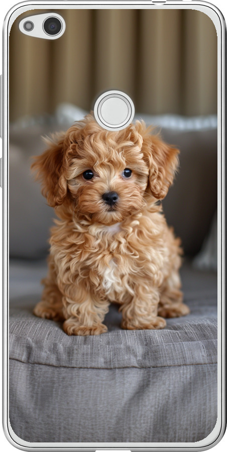 Mini-maltipoo