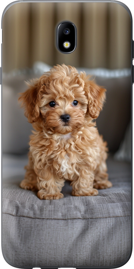 Mini-maltipoo