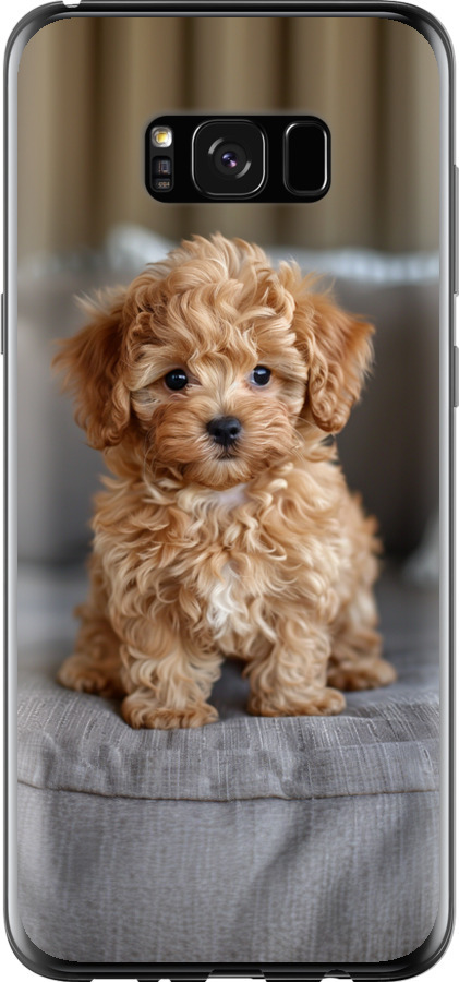 Mini-maltipoo