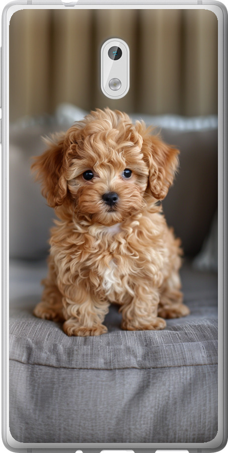 Mini-maltipoo
