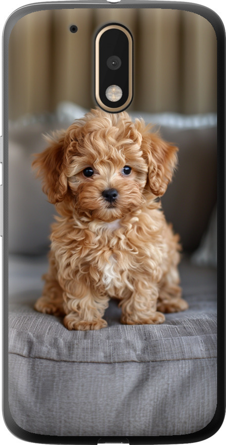 Mini-maltipoo