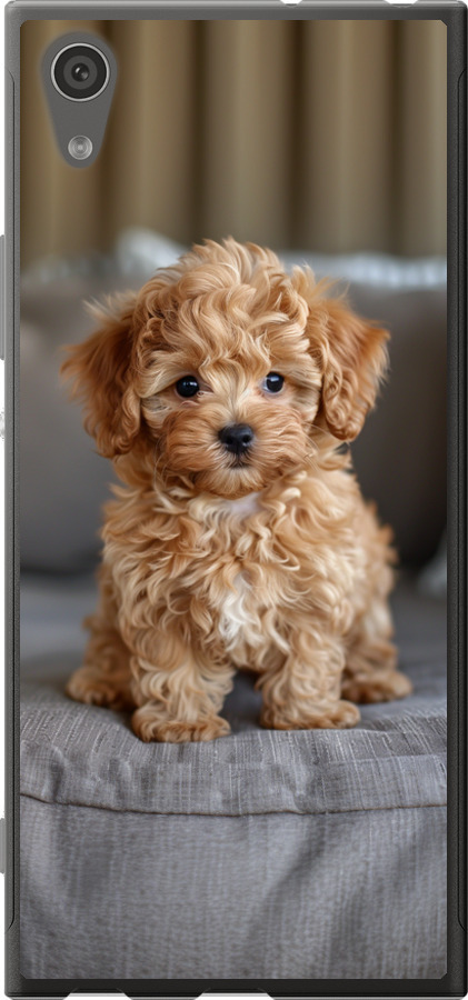 Mini-maltipoo