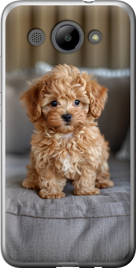 Mini-maltipoo