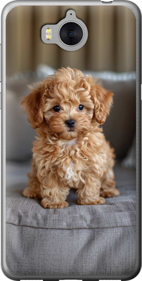 Mini-maltipoo