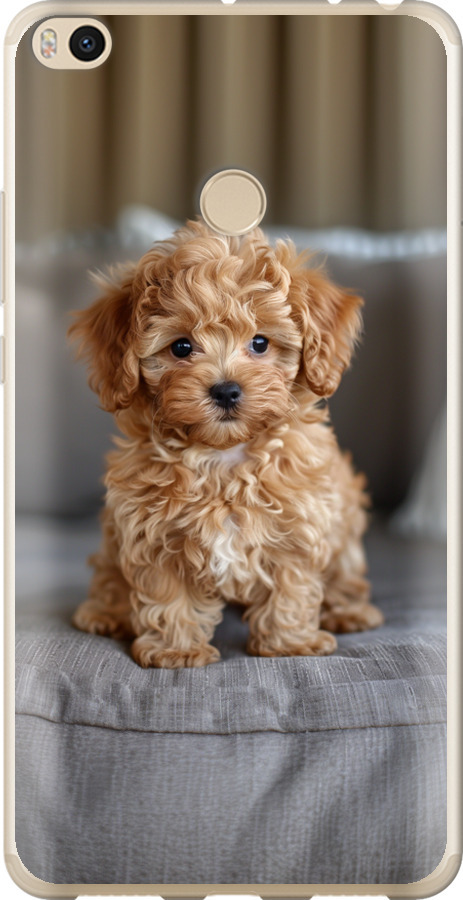Mini-maltipoo