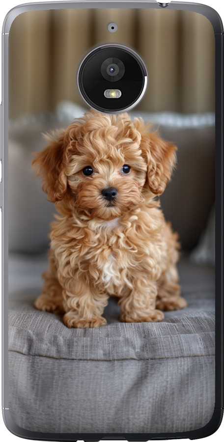 Mini-maltipoo