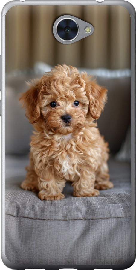 Mini-maltipoo