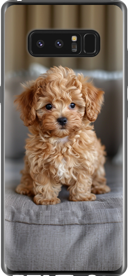 Mini-maltipoo