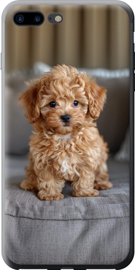 Mini-maltipoo