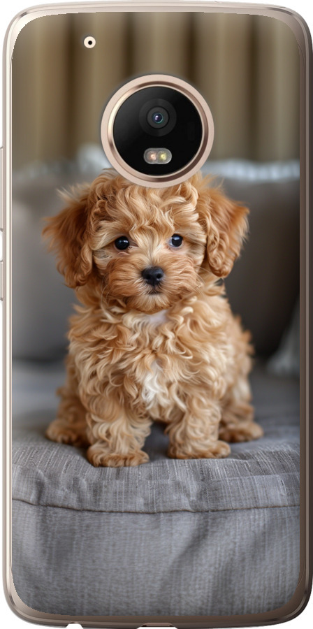 Mini-maltipoo
