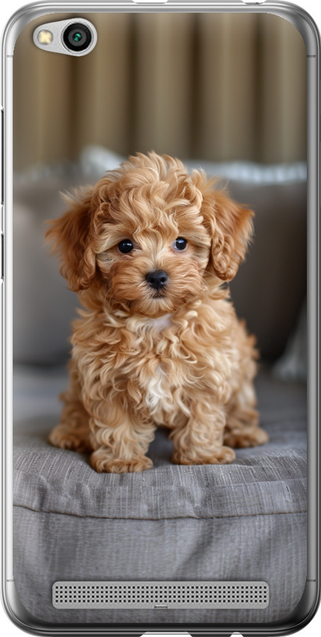 Mini-maltipoo
