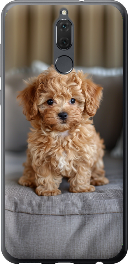 Mini-maltipoo