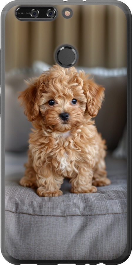 Mini-maltipoo