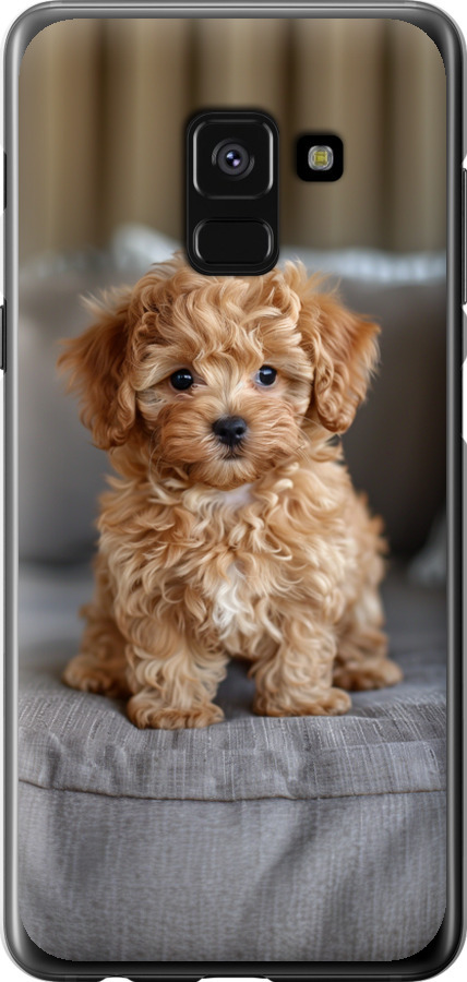 Mini-maltipoo
