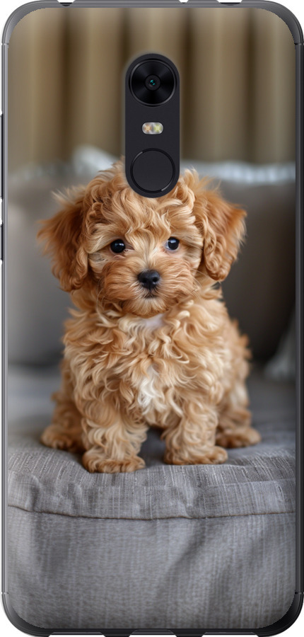 Mini-maltipoo