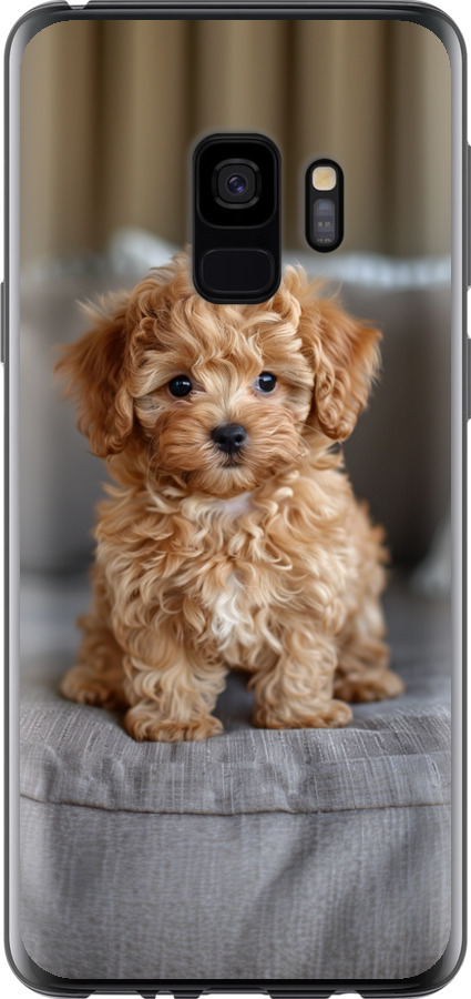 Mini-maltipoo