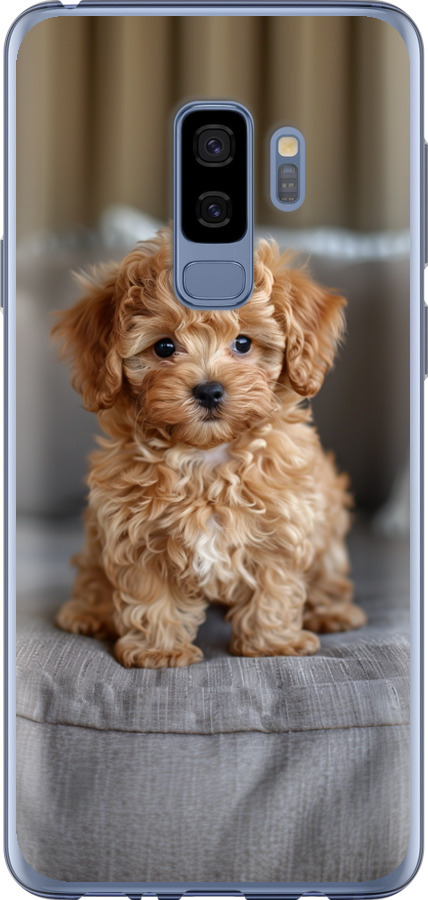 Mini-maltipoo