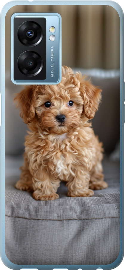 Mini-maltipoo