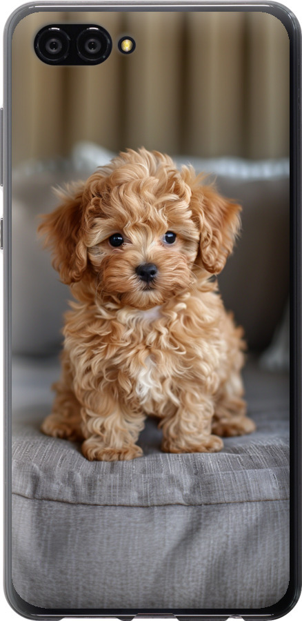 Mini-maltipoo