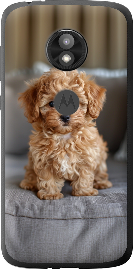 Mini-maltipoo