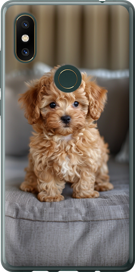 Mini-maltipoo