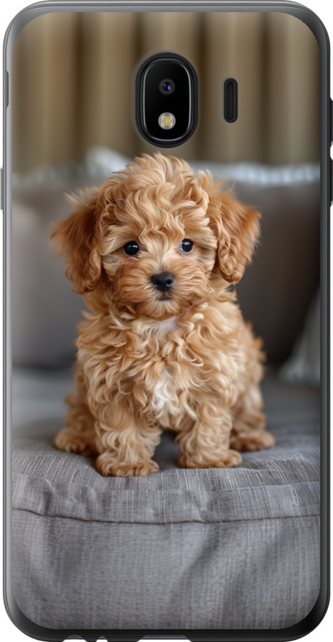 Mini-maltipoo
