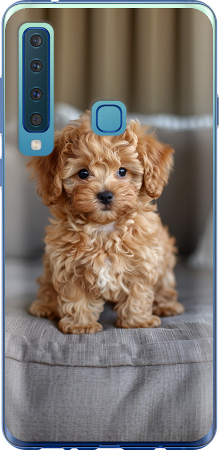 Mini-maltipoo