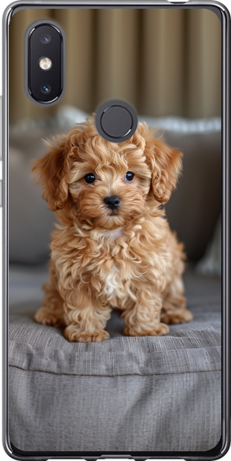 Mini-maltipoo