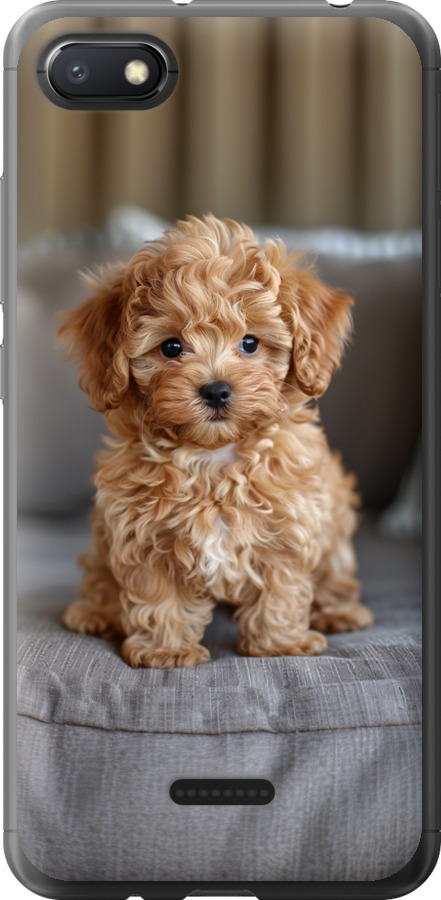 Mini-maltipoo