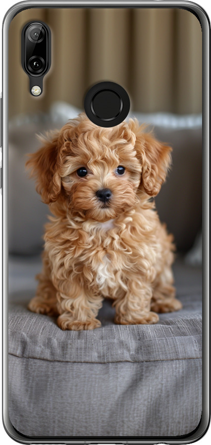 Mini-maltipoo