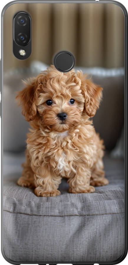 Mini-maltipoo