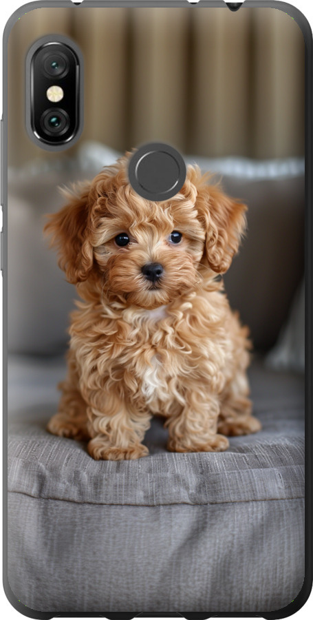 Mini-maltipoo