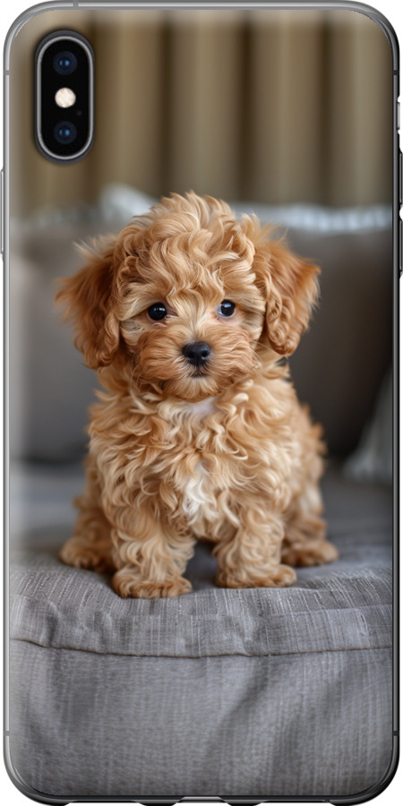 Mini-maltipoo