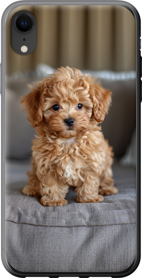 Mini-maltipoo
